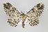  ( - ID 15847)  @15 [ ] Copyright (2010) Gunnar Brehm Institut fuer Spezielle Zoologie und Evolutionsbiologie, Friedrich-Schiller Universitat Jena