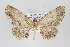  ( - ID 16408)  @14 [ ] Copyright (2010) Gunnar Brehm Institut fuer Spezielle Zoologie und Evolutionsbiologie, Friedrich-Schiller Universitat Jena