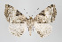  ( - ID 16424)  @15 [ ] Copyright (2010) Gunnar Brehm Institut fuer Spezielle Zoologie und Evolutionsbiologie, Friedrich-Schiller Universitat Jena