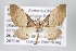  ( - ID 16437)  @14 [ ] Copyright (2010) Gunnar Brehm Institut fuer Spezielle Zoologie und Evolutionsbiologie, Friedrich-Schiller Universitat Jena
