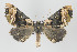  ( - ID 16446)  @15 [ ] Copyright (2010) Gunnar Brehm Institut fuer Spezielle Zoologie und Evolutionsbiologie, Friedrich-Schiller Universitat Jena
