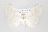  ( - ID 16450)  @14 [ ] Copyright (2010) Gunnar Brehm Institut fuer Spezielle Zoologie und Evolutionsbiologie, Friedrich-Schiller Universitat Jena