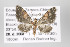  (Eupithecia nr. anita - ID 16453)  @14 [ ] Copyright (2010) Gunnar Brehm Institut fuer Spezielle Zoologie und Evolutionsbiologie, Friedrich-Schiller Universitat Jena