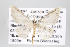  ( - ID 16468)  @13 [ ] Copyright (2010) Gunnar Brehm Institut fuer Spezielle Zoologie und Evolutionsbiologie, Friedrich-Schiller Universitat Jena