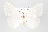  ( - ID 16486)  @12 [ ] Copyright (2010) Gunnar Brehm Institut fuer Spezielle Zoologie und Evolutionsbiologie, Friedrich-Schiller Universitat Jena