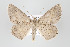  ( - ID 16495)  @14 [ ] Copyright (2010) Gunnar Brehm Institut fuer Spezielle Zoologie und Evolutionsbiologie, Friedrich-Schiller Universitat Jena