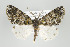  (Cargolia pruna group - ID 16591)  @15 [ ] Copyright (2010) Gunnar Brehm Institut fuer Spezielle Zoologie und Evolutionsbiologie, Friedrich-Schiller Universitat Jena