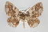  (Lobopola - ID 16690)  @15 [ ] Copyright (2010) Gunnar Brehm Institut fuer Spezielle Zoologie und Evolutionsbiologie, Friedrich-Schiller Universitat Jena