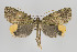  (Ischnopteris brehmi - ID 18006)  @14 [ ] Copyright (2010) Gunnar Brehm Institut fuer Spezielle Zoologie und Evolutionsbiologie, Friedrich-Schiller Universitat Jena