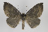  ( - ID 18007)  @14 [ ] Copyright (2010) Gunnar Brehm Institut fuer Spezielle Zoologie und Evolutionsbiologie, Friedrich-Schiller Universitat Jena