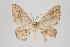  ( - ID 18022)  @14 [ ] Copyright (2010) Gunnar Brehm Institut fuer Spezielle Zoologie und Evolutionsbiologie, Friedrich-Schiller Universitat Jena