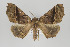  ( - ID 18032)  @14 [ ] Copyright (2010) Gunnar Brehm Institut fuer Spezielle Zoologie und Evolutionsbiologie, Friedrich-Schiller Universitat Jena