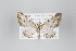  ( - ID 18054)  @14 [ ] Copyright (2011) Gunnar Brehm Institut fuer Spezielle Zoologie und Evolutionsbiologie, Friedrich-Schiller Universitat Jena
