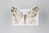  ( - ID 18099)  @13 [ ] Copyright (2011) Gunnar Brehm Institut fuer Spezielle Zoologie und Evolutionsbiologie, Friedrich-Schiller Universitat Jena