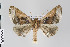  ( - ID 18137)  @14 [ ] Copyright (2011) Gunnar Brehm Institut fuer Spezielle Zoologie und Evolutionsbiologie, Friedrich-Schiller Universitat Jena