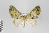  ( - ID 22007)  @14 [ ] Copyright (2011) Gunnar Brehm Institut fuer Spezielle Zoologie und Evolutionsbiologie, Friedrich-Schiller Universitat Jena