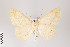  ( - ID 22016)  @12 [ ] Copyright (2011) Gunnar Brehm Institut fuer Spezielle Zoologie und Evolutionsbiologie, Friedrich-Schiller Universitat Jena