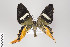  ( - ID 22046)  @13 [ ] Copyright (2011) Gunnar Brehm Institut fuer Spezielle Zoologie und Evolutionsbiologie, Friedrich-Schiller Universitat Jena