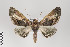  ( - ID 22047)  @15 [ ] Copyright (2011) Gunnar Brehm Institut fuer Spezielle Zoologie und Evolutionsbiologie, Friedrich-Schiller Universitat Jena