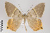  ( - ID 22056)  @14 [ ] Copyright (2011) Gunnar Brehm Institut fuer Spezielle Zoologie und Evolutionsbiologie, Friedrich-Schiller Universitat Jena