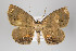  ( - ID 22068)  @13 [ ] Copyright (2011) Gunnar Brehm Institut fuer Spezielle Zoologie und Evolutionsbiologie, Friedrich-Schiller Universitat Jena