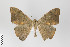 ( - ID 22099)  @12 [ ] Copyright (2011) Gunnar Brehm Institut fuer Spezielle Zoologie und Evolutionsbiologie, Friedrich-Schiller Universitat Jena
