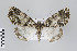  ( - ID 22116)  @12 [ ] Copyright (2011) Gunnar Brehm Institut fuer Spezielle Zoologie und Evolutionsbiologie, Friedrich-Schiller Universitat Jena