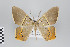  ( - ID 22132)  @13 [ ] Copyright (2011) Gunnar Brehm Institut fuer Spezielle Zoologie und Evolutionsbiologie, Friedrich-Schiller Universitat Jena