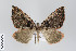  ( - ID 22138)  @14 [ ] Copyright (2011) Gunnar Brehm Institut fuer Spezielle Zoologie und Evolutionsbiologie, Friedrich-Schiller Universitat Jena