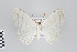  ( - ID 22148)  @14 [ ] Copyright (2011) Gunnar Brehm Institut fuer Spezielle Zoologie und Evolutionsbiologie, Friedrich-Schiller Universitat Jena