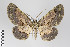  (Physocleora warreni group - ID 22159)  @15 [ ] Copyright (2011) Gunnar Brehm Institut fuer Spezielle Zoologie und Evolutionsbiologie, Friedrich-Schiller Universitat Jena