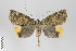  ( - ID 22161)  @14 [ ] Copyright (2011) Gunnar Brehm Institut fuer Spezielle Zoologie und Evolutionsbiologie, Friedrich-Schiller Universitat Jena