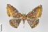  ( - ID 22169)  @13 [ ] Copyright (2011) Gunnar Brehm Institut fuer Spezielle Zoologie und Evolutionsbiologie, Friedrich-Schiller Universitat Jena