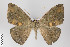  ( - ID 22170)  @13 [ ] Copyright (2011) Gunnar Brehm Institut fuer Spezielle Zoologie und Evolutionsbiologie, Friedrich-Schiller Universitat Jena