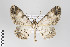  ( - ID 22177)  @15 [ ] Copyright (2011) Gunnar Brehm Institut fuer Spezielle Zoologie und Evolutionsbiologie, Friedrich-Schiller Universitat Jena