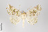  ( - ID 22184)  @14 [ ] Copyright (2011) Gunnar Brehm Institut fuer Spezielle Zoologie und Evolutionsbiologie, Friedrich-Schiller Universitat Jena
