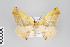  ( - ID 22190)  @14 [ ] Copyright (2011) Gunnar Brehm Institut fuer Spezielle Zoologie und Evolutionsbiologie, Friedrich-Schiller Universitat Jena