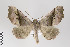  (Pero buckleyi - ID 22193)  @15 [ ] Copyright (2011) Gunnar Brehm Institut fuer Spezielle Zoologie und Evolutionsbiologie, Friedrich-Schiller Universitat Jena