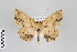  ( - ID 22212)  @13 [ ] Copyright (2011) Gunnar Brehm Institut fuer Spezielle Zoologie und Evolutionsbiologie, Friedrich-Schiller Universitat Jena