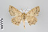  ( - ID 22228)  @14 [ ] Copyright (2011) Gunnar Brehm Institut fuer Spezielle Zoologie und Evolutionsbiologie, Friedrich-Schiller Universitat Jena