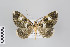  ( - ID 22229)  @13 [ ] Copyright (2011) Gunnar Brehm Institut fuer Spezielle Zoologie und Evolutionsbiologie, Friedrich-Schiller Universitat Jena
