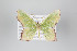 ( - ID 22245)  @14 [ ] Copyright (2011) Gunnar Brehm Institut fuer Spezielle Zoologie und Evolutionsbiologie, Friedrich-Schiller Universitat Jena