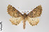  (Mallomus galbanata - ID 22267)  @15 [ ] Copyright (2011) Gunnar Brehm Institut fuer Spezielle Zoologie und Evolutionsbiologie, Friedrich-Schiller Universitat Jena