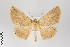  ( - ID 22281)  @14 [ ] Copyright (2011) Gunnar Brehm Institut fuer Spezielle Zoologie und Evolutionsbiologie, Friedrich-Schiller Universitat Jena