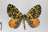  ( - ID 22286)  @13 [ ] Copyright (2011) Gunnar Brehm Institut fuer Spezielle Zoologie und Evolutionsbiologie, Friedrich-Schiller Universitat Jena