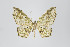  ( - ID 22295)  @13 [ ] Copyright (2011) Gunnar Brehm Institut fuer Spezielle Zoologie und Evolutionsbiologie, Friedrich-Schiller Universitat Jena