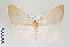  ( - ID 22299)  @14 [ ] Copyright (2011) Gunnar Brehm Institut fuer Spezielle Zoologie und Evolutionsbiologie, Friedrich-Schiller Universitat Jena