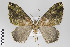  ( - ID 22320)  @14 [ ] Copyright (2011) Gunnar Brehm Institut fuer Spezielle Zoologie und Evolutionsbiologie, Friedrich-Schiller Universitat Jena