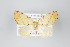  ( - ID 22322)  @14 [ ] Copyright (2011) Gunnar Brehm Institut fuer Spezielle Zoologie und Evolutionsbiologie, Friedrich-Schiller Universitat Jena