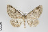  ( - ID 22332)  @15 [ ] Copyright (2011) Gunnar Brehm Institut fuer Spezielle Zoologie und Evolutionsbiologie, Friedrich-Schiller Universitat Jena